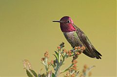 Anna's Hummingbird